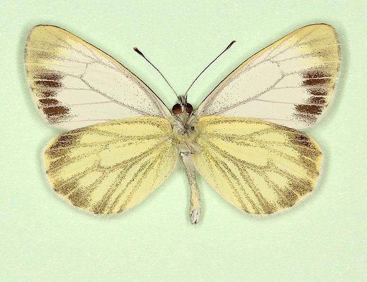 Pieris napi male (aberrant form funebris, verso) (Internet Image property of respective owner, non-commercial use only)